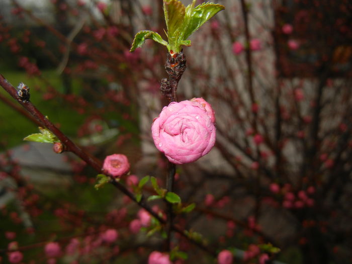 Prunus triloba (2016, March 22)