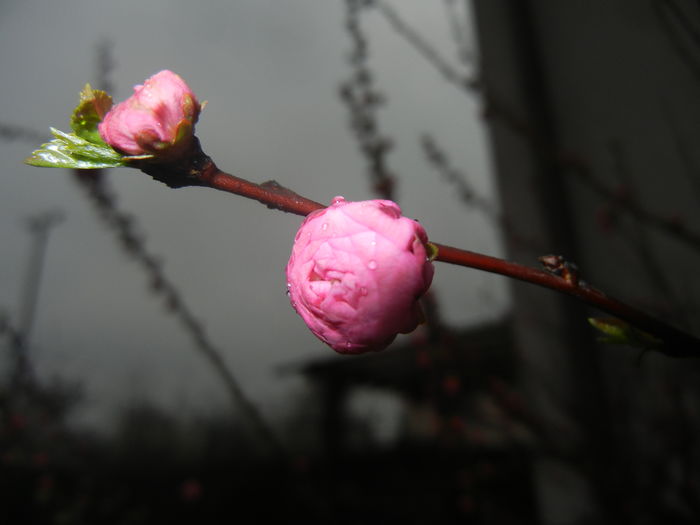 Prunus triloba (2016, March 22)