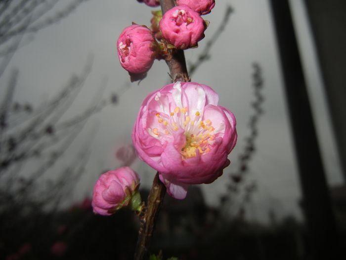 Prunus triloba (2016, March 22)