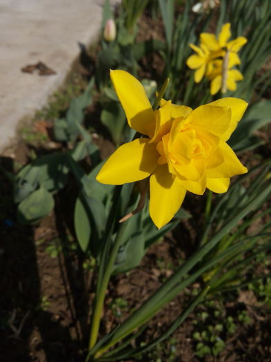 narcisa odorus plenus - gradina 2016