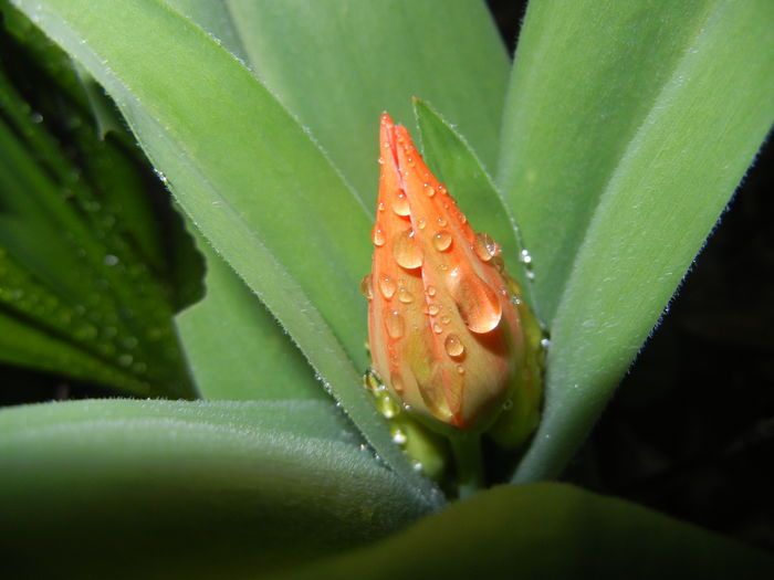 Tulipa Praestans Fusilier (2016, Mar.22) Tulipa Praestans Fusilier (2016, Mar.22)