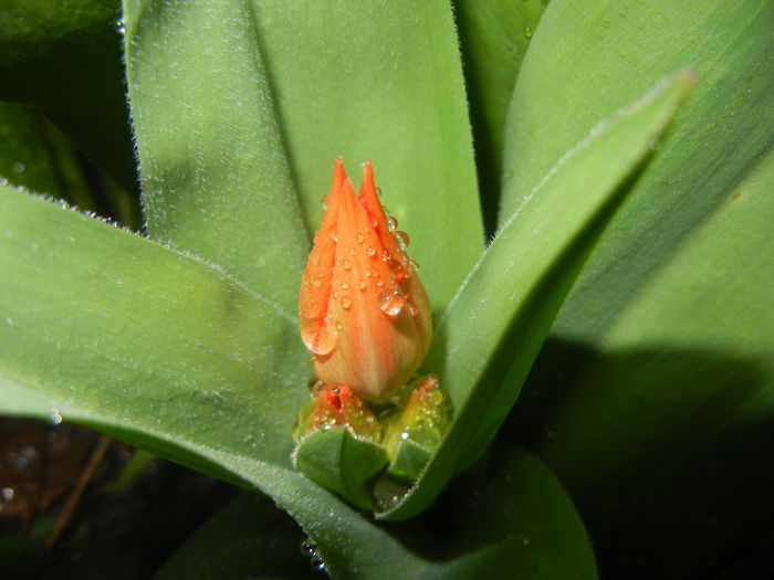 Tulipa Praestans Fusilier (2016, Mar.22) Tulipa Praestans Fusilier (2016, Mar.22)