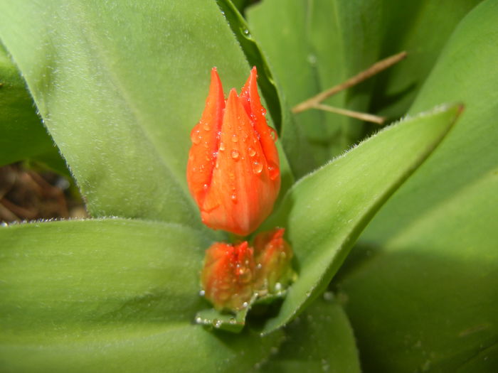 Tulipa Praestans Fusilier (2016, Mar.24) Tulipa Praestans Fusilier (2016, Mar.24)