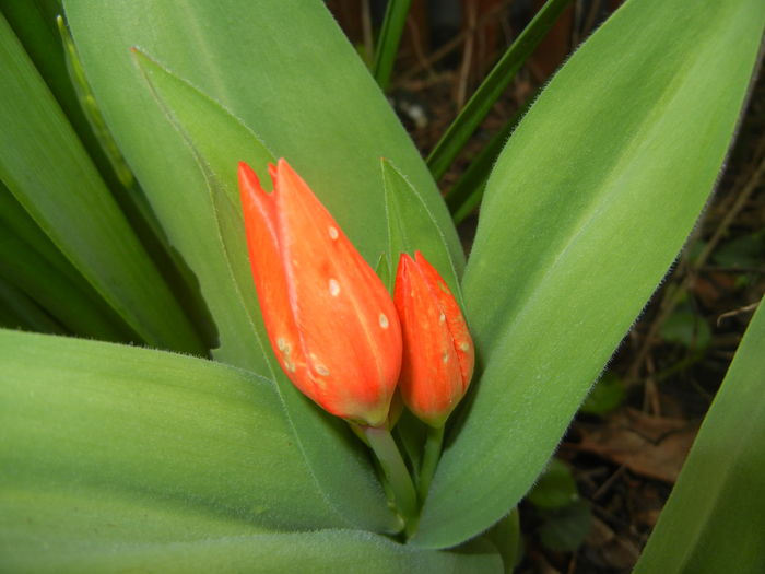 Tulipa Praestans Fusilier (2016, Mar.27)