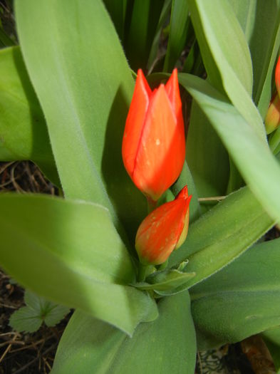 Tulipa Praestans Fusilier (2016, Mar.27)