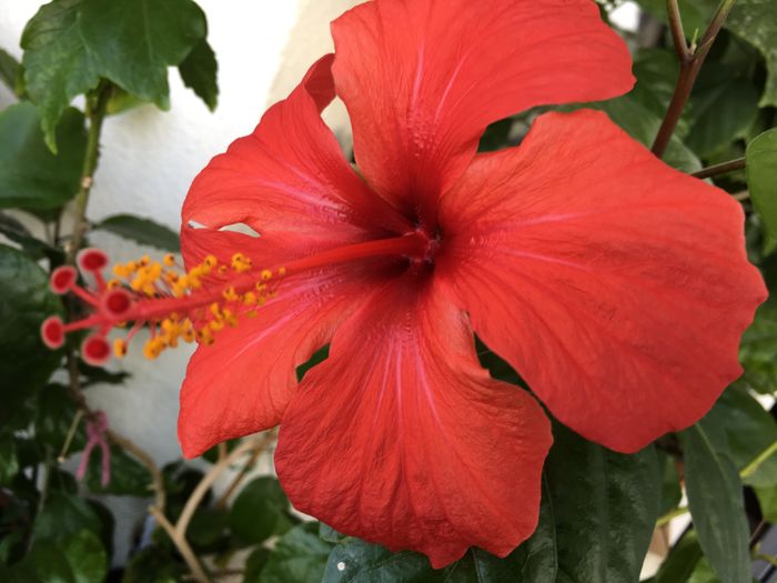 Kyoto Red - Flori 2016