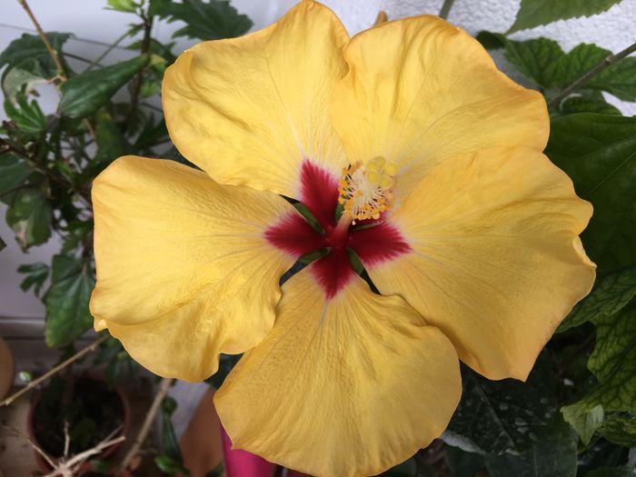 Boreas Yellow - Flori 2016