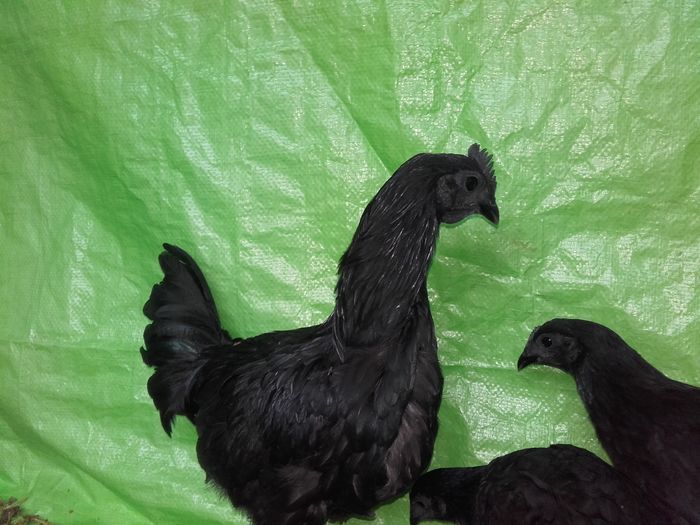 20160315_162105 - ayam cemani  2016