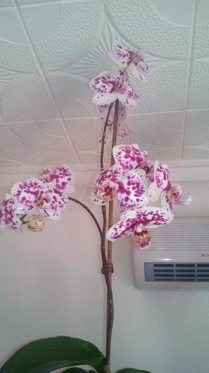 12935323_1099550620117219_681208741_n