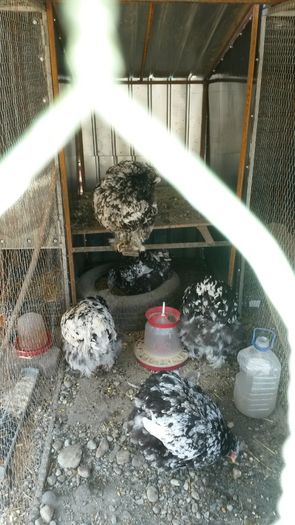 20160328; Au început să-mi ouă două dintre ele.
