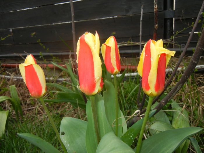 Tulipa Stresa (2016, March 23)