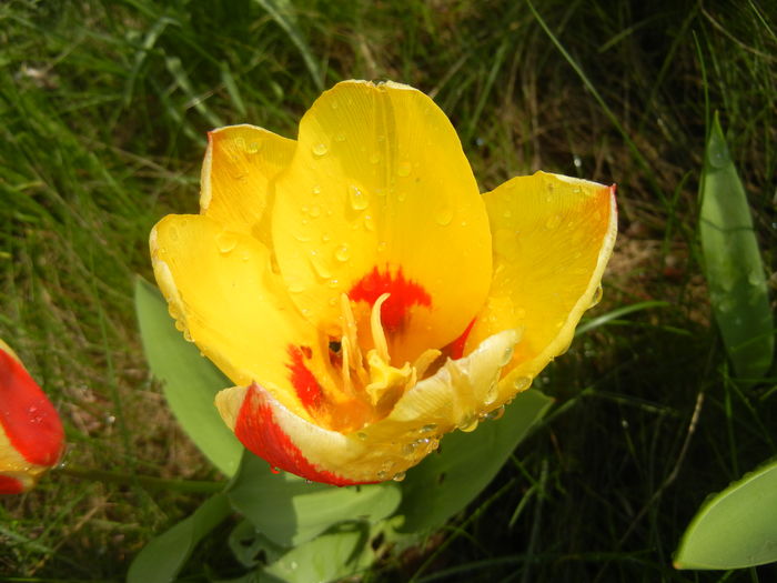 Tulipa Stresa (2016, March 27) - Tulipa Stresa