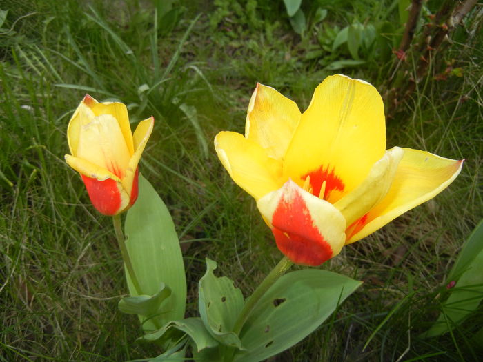 Tulipa Stresa (2016, March 28)