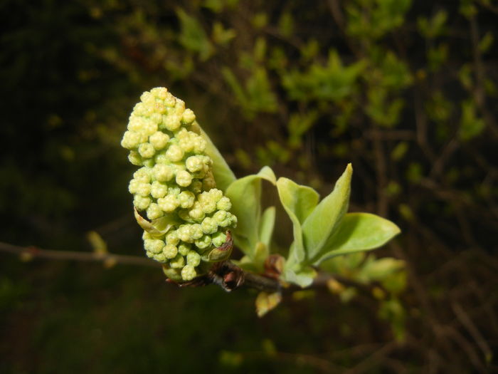 White Lilac Tree (2016, March 23) - Syringa vulgaris White