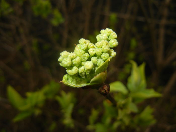 White Lilac Tree (2016, March 23) - Syringa vulgaris White