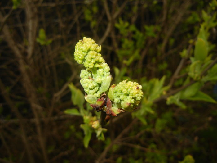 White Lilac Tree (2016, March 23) - Syringa vulgaris White