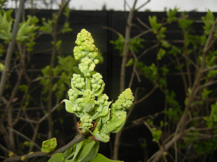 White Lilac Tree (2016, March 23) - Syringa vulgaris White