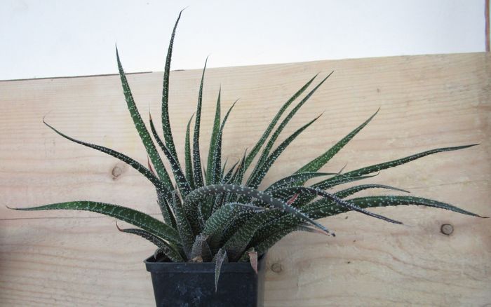 Gasteria acinacifolia - Gasteria