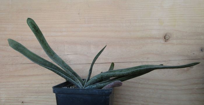 Gasteria carnosa v. schwieckerdtiana - Gasteria