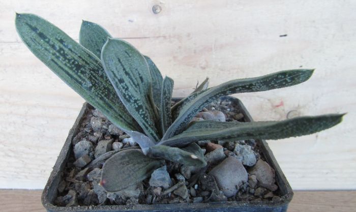 Gasteria cv. Little Warty