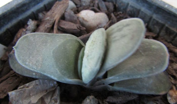 Gasteria glomerata - Gasteria