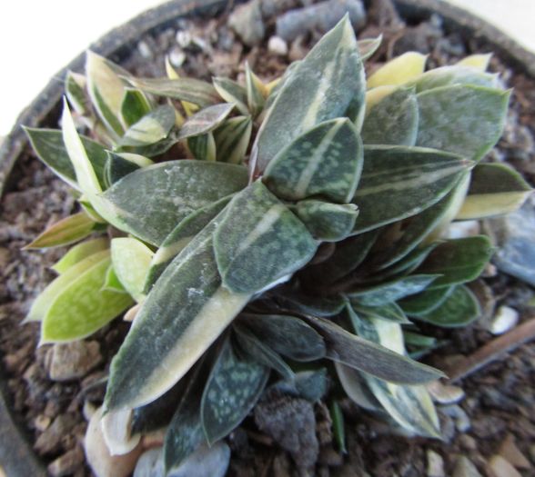 Gasteria gracilis v. minima fma. variegata