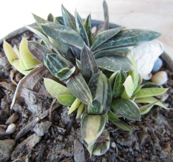 Gasteria gracilis v. minima fma. variegata - Gasteria