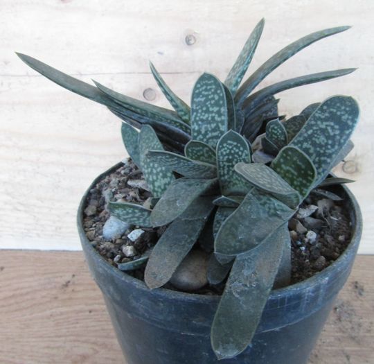 Gasteria liliputana - Gasteria