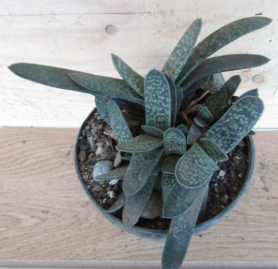 Gasteria liliputana