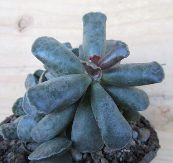 Adromischus cooperi - Adromischus