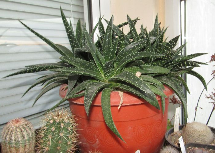 Aloe aristata v. montana - Aloe