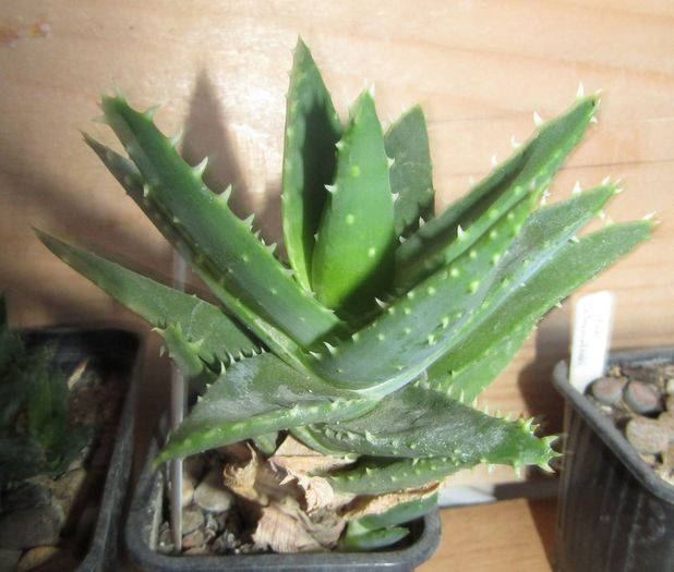 Aloe brevifolia - Aloe