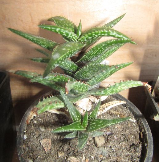 Aloe descoingsii - Aloe