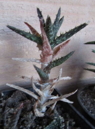 Aloe juvenna - Aloe