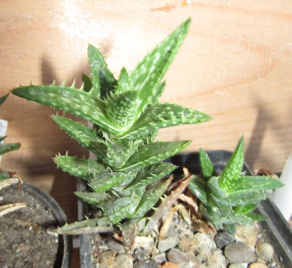 Aloe squarossa - Aloe