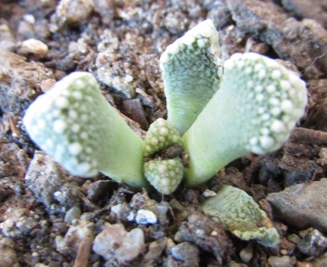 Aloinopsis luckhofii - Aizoaceae