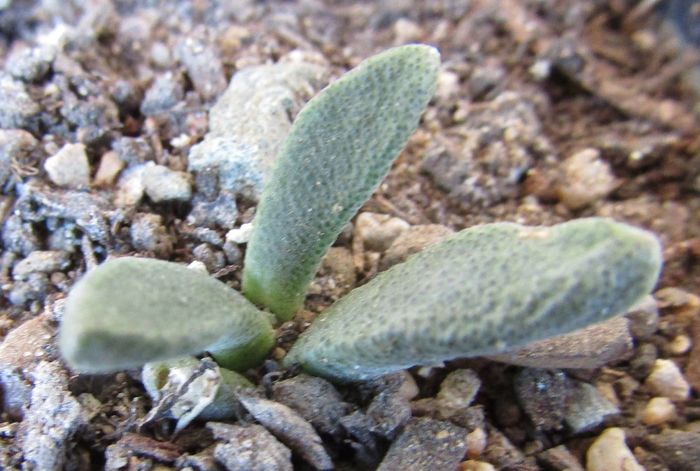 Aloinopsis peersii - Aizoaceae