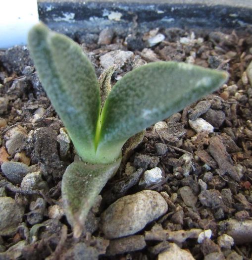 Aloinopsis rubrolineata - Aizoaceae