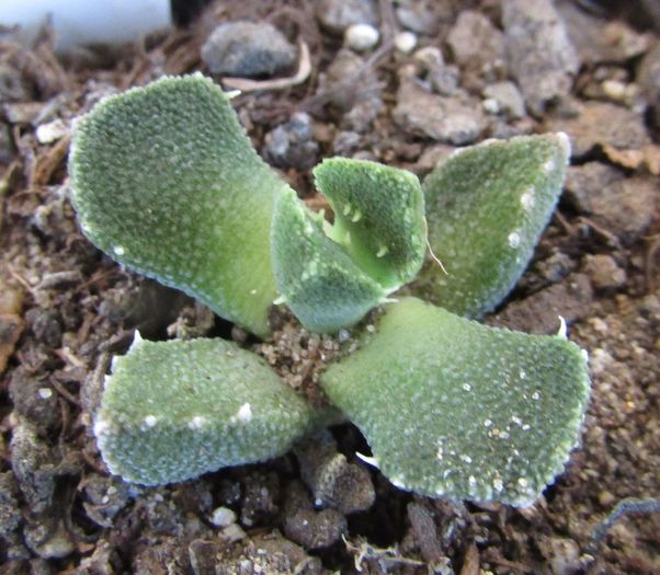 Aloinopsis setifera - Aizoaceae