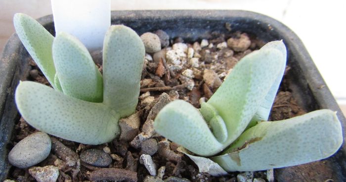Cheiridopsis caroli-schmidtii - Aizoaceae