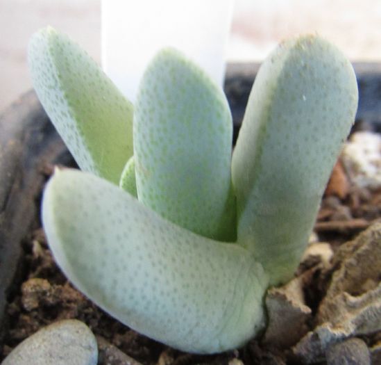 Cheiridopsis caroli-schmidtii - Aizoaceae