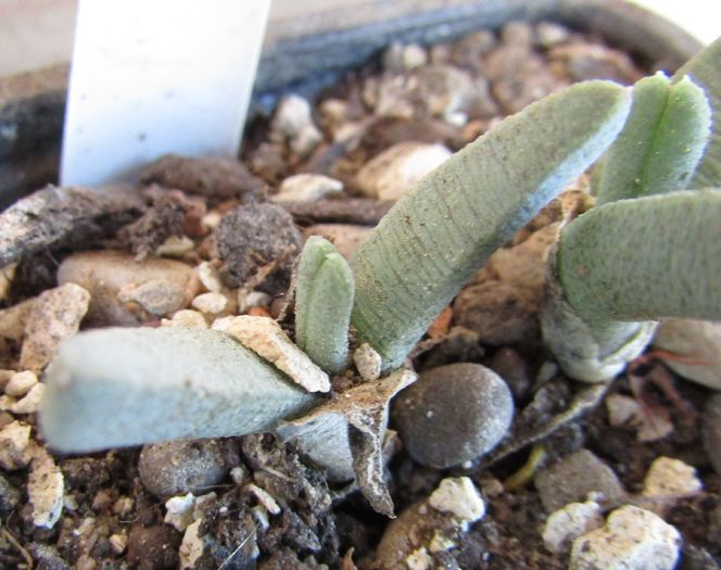 Cheiridopsis namaquensis