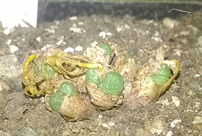 Conophytum pium CR1417