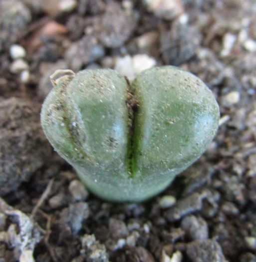 Conophytum praesectum - Aizoaceae