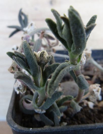 Delosperma napiforme - Aizoaceae