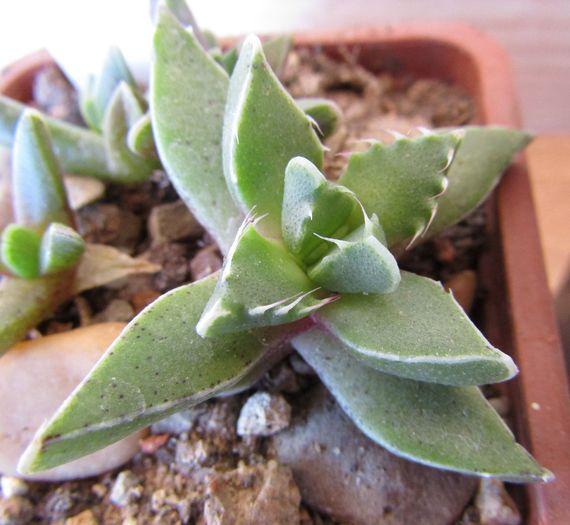 Faucaria felina