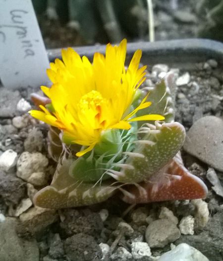 Faucaria lupina