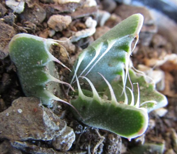 Faucaria subintegra - Aizoaceae