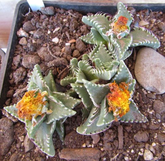 Faucaria tigrina