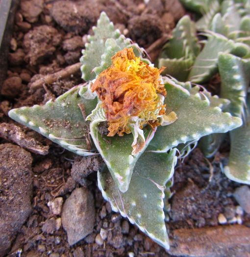 Faucaria tigrina - Aizoaceae